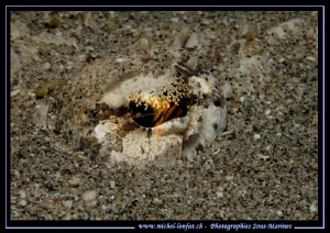 The Eye of a small Crocodil Fish... Que du bonheur... :O)... by Michel Lonfat 